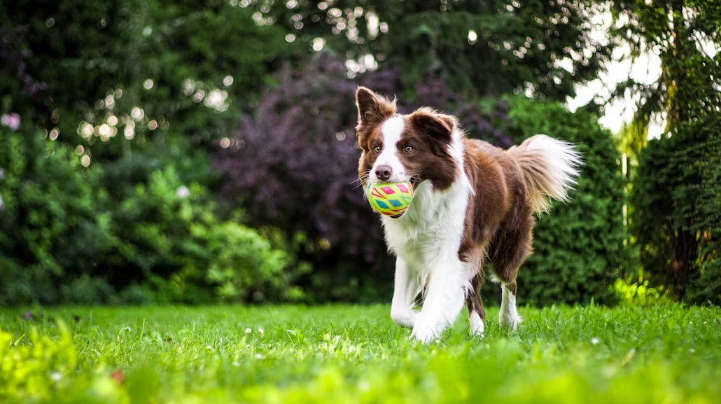shepherds-paws-pet-sitting